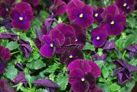 Cool Wave® Pansy, spreading Purple Improved -- New from PanAmerican Seed® as seen @ Ball ®ultural Spring Trials 2016..