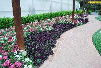 Cool Wave® Pansy, spreading Purple Improved -- New from PanAmerican Seed® as seen @ Ball ®ultural Spring Trials 2016 shown in amongst Dianthus.