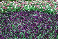 Cool Wave® Pansy, spreading Purple Improved -- New from PanAmerican Seed® as seen @ Ball ®ultural Spring Trials 2016 shown in amongst Dianthus.