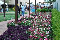 Cool Wave® Pansy, spreading Purple Improved -- New from PanAmerican Seed® as seen @ Ball ®ultural Spring Trials 2016 shown in amongst Dianthus.