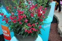 Archangel™ Angelonia hybrida Cherry Red -- New from Ball FloraPlant® as seen @ Ball Horticultural Spring Trials 2016.  An excellent Season Extender.