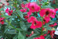 Archangel™ Angelonia hybrida Cherry Red -- New from Ball FloraPlant® as seen @ Ball Horticultural Spring Trials 2016.  An excellent Season Extender.