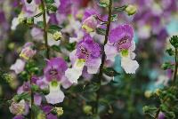 Archangel™ Angelonia hybrida Blue Bicolor -- New from Ball FloraPlant® as seen @ Ball Horticultural Spring Trials 2016.  An excellent Season Extender.