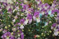 Archangel™ Angelonia hybrida Blue Bicolor -- New from Ball FloraPlant® as seen @ Ball Horticultural Spring Trials 2016.  An excellent Season Extender.