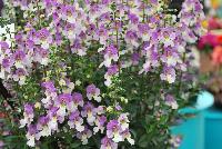 Archangel™ Angelonia hybrida Blue Bicolor -- New from Ball FloraPlant® as seen @ Ball Horticultural Spring Trials 2016.  An excellent Season Extender.