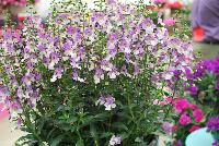 Archangel™ Angelonia hybrida Blue Bicolor -- New from Ball FloraPlant® as seen @ Ball Horticultural Spring Trials 2016.  An excellent Season Extender.