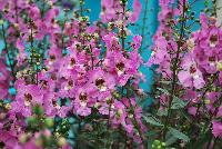 Archangel™ Angelonia hybrida Pink Improved -- New from Ball FloraPlant® as seen @ Ball Horticultural Spring Trials 2016.  An excellent Season Extender.