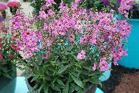Archangel™ Angelonia hybrida Pink Improved -- New from Ball FloraPlant® as seen @ Ball Horticultural Spring Trials 2016.  An excellent Season Extender.