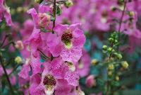 Archangel™ Angelonia hybrida Pink Improved -- New from Ball FloraPlant® as seen @ Ball Horticultural Spring Trials 2016.  An excellent Season Extender.