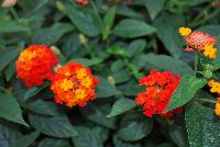 Lucky™ Lantana camara Red -- New from Ball FloraPlant® as seen @ Ball Horticultural Spring Trials 2016.