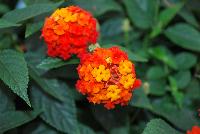 Lucky™ Lantana camara Red -- New from Ball FloraPlant® as seen @ Ball Horticultural Spring Trials 2016.