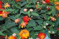 Lucky™ Lantana camara Red -- New from Ball FloraPlant® as seen @ Ball Horticultural Spring Trials 2016.