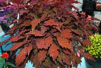 FlameThrower™ Coleus (Solenostemon scutellariodes) Habernero -- New from Ball FloraPlant® as seen @ Ball Horticultural Spring Trials 2016.