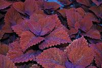  Coleus (Solenostemon scutellariodes) Inferno -- New from Ball FloraPlant® as seen @ Ball Horticultural Spring Trials 2016.