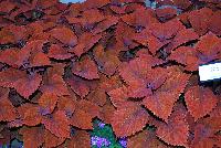  Coleus (Solenostemon scutellariodes) Inferno -- New from Ball FloraPlant® as seen @ Ball Horticultural Spring Trials 2016.