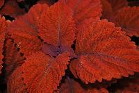  Coleus (Solenostemon scutellariodes) Inferno -- New from Ball FloraPlant® as seen @ Ball Horticultural Spring Trials 2016.