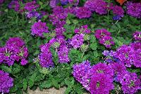 EnduraScape™ Verbena hybrida Purple Improved -- New from Ball FloraPlant® as seen @ Ball Horticultural Spring Trials 2016.