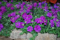 EnduraScape™ Verbena hybrida Purple Improved -- New from Ball FloraPlant® as seen @ Ball Horticultural Spring Trials 2016.