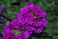 EnduraScape™ Verbena hybrida Purple Improved -- New from Ball FloraPlant® as seen @ Ball Horticultural Spring Trials 2016.