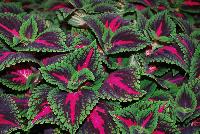  Coleus (Solenostemon scutellariodes) French Quarter -- New from Ball FloraPlant® as seen @ Ball Horticultural Spring Trials 2016.