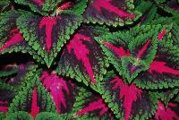  Coleus (Solenostemon scutellariodes) French Quarter -- New from Ball FloraPlant® as seen @ Ball Horticultural Spring Trials 2016.