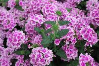 EnduraScape™ Verbena hybrida Pink Bicolor -- New from Ball FloraPlant® as seen @ Ball Horticultural Spring Trials 2016.