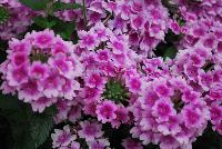 EnduraScape™ Verbena hybrida Pink Bicolor -- New from Ball FloraPlant® as seen @ Ball Horticultural Spring Trials 2016.