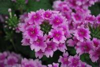 EnduraScape™ Verbena hybrida Pink Bicolor -- New from Ball FloraPlant® as seen @ Ball Horticultural Spring Trials 2016.