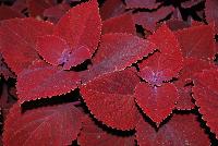  Coleus (Solenostemon scutellariodes) Ruby Slipper -- New from Ball FloraPlant® as seen @ Ball Horticultural Spring Trials 2016.