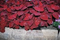  Coleus (Solenostemon scutellariodes) Ruby Slipper -- New from Ball FloraPlant® as seen @ Ball Horticultural Spring Trials 2016.