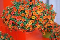 Cabaret™ Calibrachoa hybrida Orange -- New from Ball FloraPlant® as seen @ Ball Horticultural Spring Trials 2016.