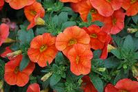 Cabaret™ Calibrachoa hybrida Orange -- New from Ball FloraPlant® as seen @ Ball Horticultural Spring Trials 2016.