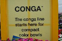 Conga™ Calibrachoa hybrida  -- As seen @ Ball Horticultural Spring Trials 2016, Conga™ Calibrachoa from BallFloraPlant®.  The Conga line starts here for compact color bowls.