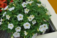 Conga™ Calibrachoa hybrida White -- New @ Ball Horticultural Spring Trials 2016, Conga™ Calibrachoa from BallFloraPlant®.  The Conga line starts here for compact color bowls.