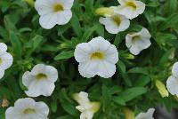 Conga™ Calibrachoa hybrida White -- New @ Ball Horticultural Spring Trials 2016, Conga™ Calibrachoa from BallFloraPlant®.  The Conga line starts here for compact color bowls.