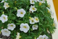 Conga™ Calibrachoa hybrida White -- New @ Ball Horticultural Spring Trials 2016, Conga™ Calibrachoa from BallFloraPlant®.  The Conga line starts here for compact color bowls.