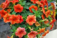 Conga™ Calibrachoa hybrida Orange -- New @ Ball Horticultural Spring Trials 2016, Conga™ Calibrachoa from BallFloraPlant®.  The Conga line starts here for compact color bowls.