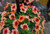 Conga™ Calibrachoa hybrida Coral Kiss -- New @ Ball Horticultural Spring Trials 2016, Conga™ Calibrachoa from BallFloraPlant®.  The Conga line starts here for compact color bowls.