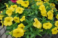 Conga™ Calibrachoa hybrida Deep Yellow -- New @ Ball Horticultural Spring Trials 2016, Conga™ Calibrachoa from BallFloraPlant®.  The Conga line starts here for compact color bowls.