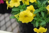 Conga™ Calibrachoa hybrida Deep Yellow -- New @ Ball Horticultural Spring Trials 2016, Conga™ Calibrachoa from BallFloraPlant®.  The Conga line starts here for compact color bowls.