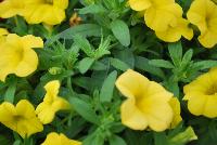 Conga™ Calibrachoa hybrida Deep Yellow -- New @ Ball Horticultural Spring Trials 2016, Conga™ Calibrachoa from BallFloraPlant®.  The Conga line starts here for compact color bowls.