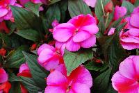 Clockwork™ New Guinea Impatiens hawkeri Pink Star -- New @ Ball Horticultural Spring Trials 2016, Clockwork™ New Guinea Impatiens from BallFloraPlant®.  Just like clockwork!  Thius new series features big blooms, with high uniformity of habit and flower timing across all colors – all blooms in the same week.  Ideal for quart and gallon containers.  Hight: 8-10 inches, Spread: 10-12 inches.