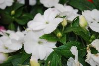 Clockwork™ New Guinea Impatiens hawkeri White -- New @ Ball Horticultural Spring Trials 2016, Clockwork™ New Guinea Impatiens from BallFloraPlant®.  Just like clockwork!  Thius new series features big blooms, with high uniformity of habit and flower timing across all colors – all blooms in the same week.  Ideal for quart and gallon containers.  Hight: 8-10 inches, Spread: 10-12 inches.