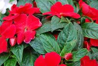 Clockwork™ New Guinea Impatiens hawkeri Red -- New @ Ball Horticultural Spring Trials 2016, Clockwork™ New Guinea Impatiens from BallFloraPlant®.  Just like clockwork!  Thius new series features big blooms, with high uniformity of habit and flower timing across all colors – all blooms in the same week.  Ideal for quart and gallon containers.  Hight: 8-10 inches, Spread: 10-12 inches.