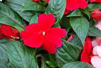 Clockwork™ New Guinea Impatiens hawkeri Red -- New @ Ball Horticultural Spring Trials 2016, Clockwork™ New Guinea Impatiens from BallFloraPlant®.  Just like clockwork!  Thius new series features big blooms, with high uniformity of habit and flower timing across all colors – all blooms in the same week.  Ideal for quart and gallon containers.  Hight: 8-10 inches, Spread: 10-12 inches.