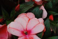 Clockwork™ New Guinea Impatiens hawkeri Orange Stripe -- New @ Ball Horticultural Spring Trials 2016, Clockwork™ New Guinea Impatiens from BallFloraPlant®.  Just like clockwork!  Thius new series features big blooms, with high uniformity of habit and flower timing across all colors – all blooms in the same week.  Ideal for quart and gallon containers.  Hight: 8-10 inches, Spread: 10-12 inches.