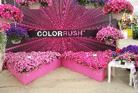 ColorRush™ Petunia hybrida  -- New @ Ball Horticultural Spring Trials 2016, ColorRush™ Petunia from BallFloraPlant®.  Big vigor and even bigger garden performance!  Mounds of color hold up in the heat and rain.  Ideal for landscapes and large baskets.  Height: 10-12 inches; Spread: 24-36 inches.