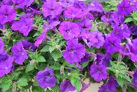 ColorRush™ Petunia hybrida Blue -- New @ Ball Horticultural Spring Trials 2016, ColorRush™ Petunia from BallFloraPlant®.  Big vigor and even bigger garden performance!  Mounds of color hold up in the heat and rain.  Ideal for landscapes and large baskets.  Height: 10-12 inches; Spread: 24-36 inches.
