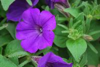 ColorRush™ Petunia hybrida Blue -- New @ Ball Horticultural Spring Trials 2016, ColorRush™ Petunia from BallFloraPlant®.  Big vigor and even bigger garden performance!  Mounds of color hold up in the heat and rain.  Ideal for landscapes and large baskets.  Height: 10-12 inches; Spread: 24-36 inches.