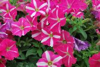 ColorRush™ Petunia hybrida Pink Star -- New @ Ball Horticultural Spring Trials 2016, ColorRush™ Petunia from BallFloraPlant®.  Big vigor and even bigger garden performance!  Mounds of color hold up in the heat and rain.  Ideal for landscapes and large baskets.  Height: 10-12 inches; Spread: 24-36 inches.